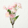 1018735 Stem flower Platterbse, 2 ass, ndoor, H 30 cm, Pink