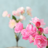 1018735 Stem flower Platterbse, 2 ass, ndoor, H 30 cm, Pink