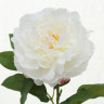 1018738 Stem flower Pfingstrose, 2, ass, Rose, Indoor, H 66 cm