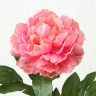 1018738 Stem flower Pfingstrose, 2, ass, Rose, Indoor, H 66 cm