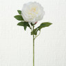 1018738 Stem flower Pfingstrose, 2, ass, Rose, Indoor, H 66 cm