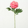1018738 Stem flower Pfingstrose, 2, ass, Rose, Indoor, H 66 cm