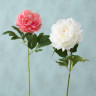 1018738 Stem flower Pfingstrose, 2, ass, Rose, Indoor, H 66 cm