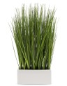  plante ornamentale