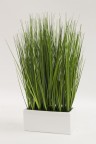  plante ornamentale
