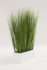  plante ornamentale