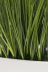  plante ornamentale