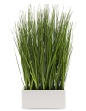  plante ornamentale